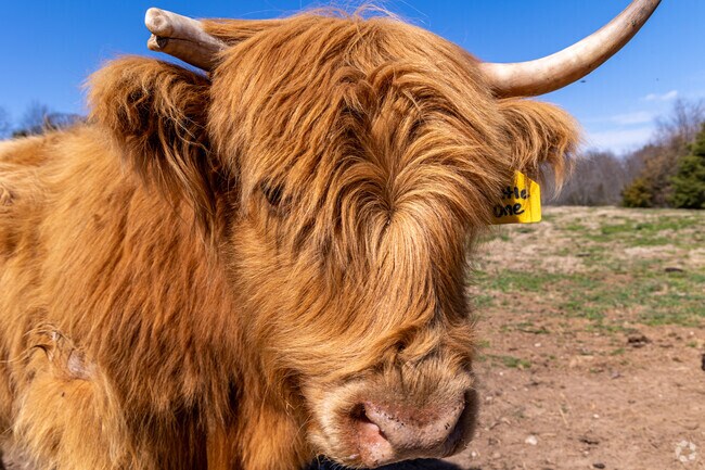 Cedar Pond Farms features a Scottish Highland Cow Experience in Jefferson City.
