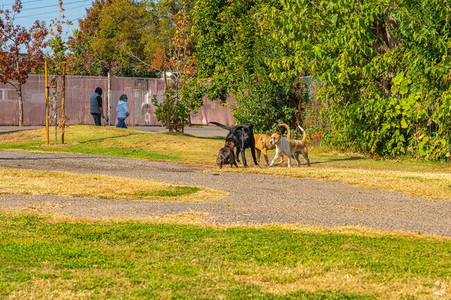 Dogs play together as people walk by at Stribley Park in East Stockton.