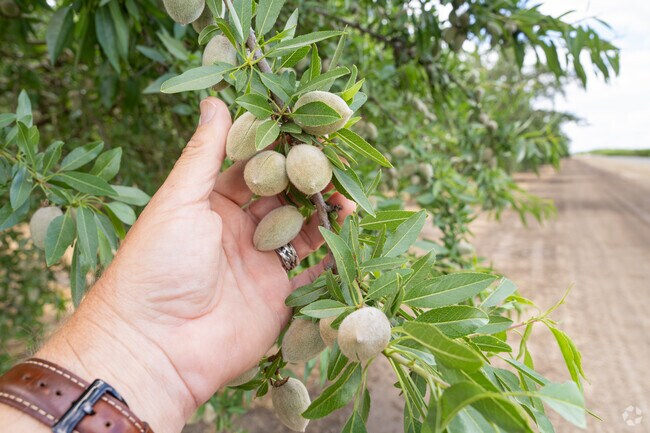 Almonds are still a few months away from fully maturing to be harvested in Wildflower.