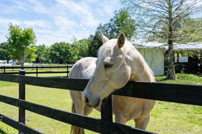 Many residents of Samsula-Spruce Creek keep and raise horses.
