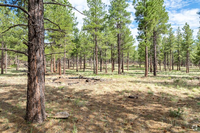The Coconino National Forest is a great place to hike and go on other adventures in the area.
