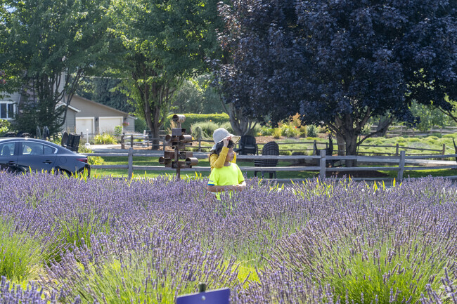 The lavender farm is a great place to take your family and pick up some lavender goods.