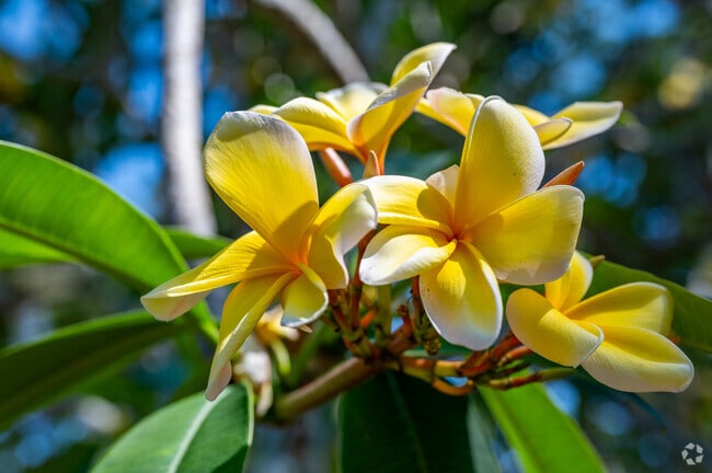 Mature landscaping in Bayou Oaks brings year-round blooms in the subtropical climate.