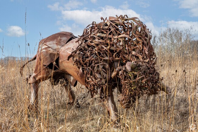 Experience live Bison at Galloway's Battelle Darby Creek Park.