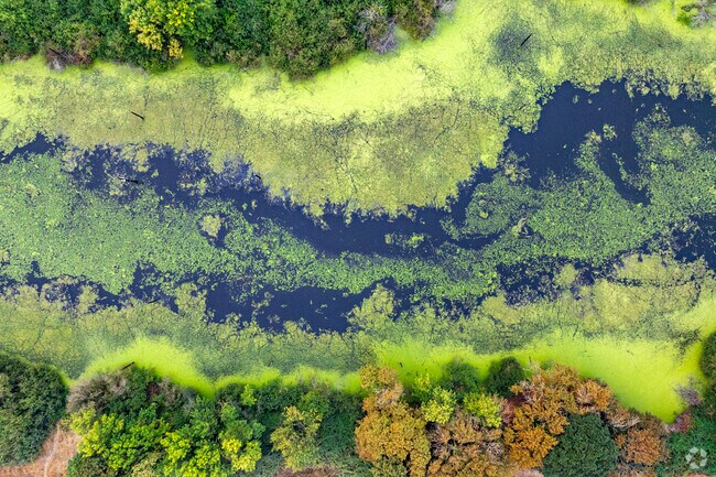 The bright green algae covered marsh is a great sight at Talking Water Gardens in Albany, OR.
