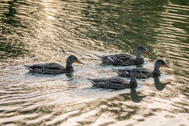 White Oaks Park is home to visiting waterfowl at the pond.