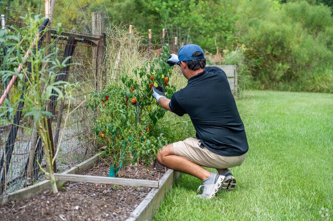 A man tends to a plant at the Graywood Community Garden.
