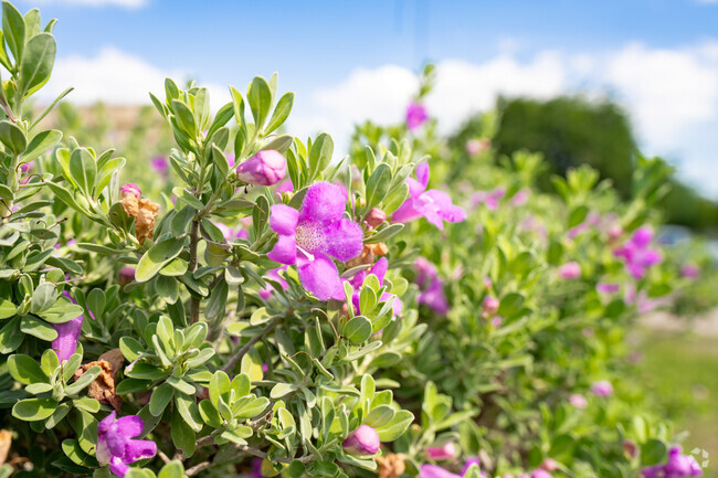 Flowers bloom year round in the subtropical weather of Rio Grande City.