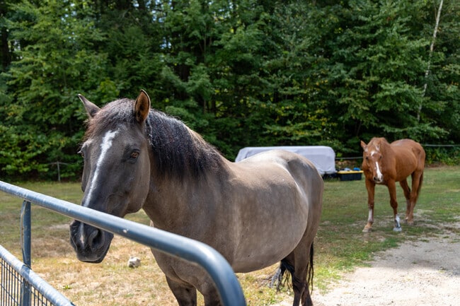 Horses graze in the scenic pastures of Newton, adding to its rural charm.