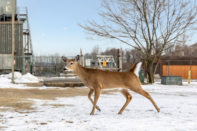 Deer roam freely through West Haverstraw, adding to the village’s natural beauty and peaceful charm.