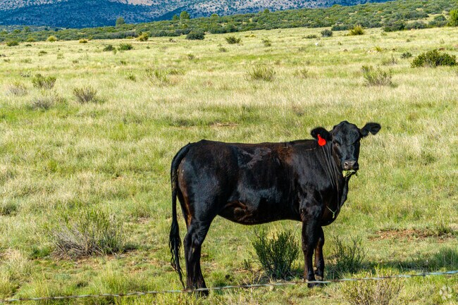 Some residents of Coyote Springs in Prescott still raise cattle.