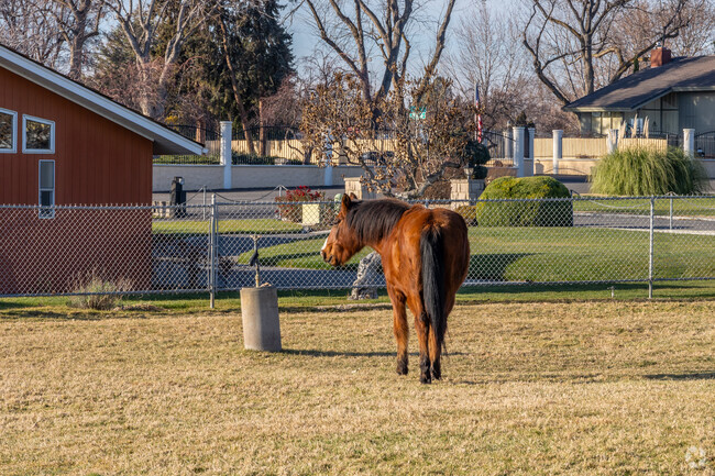 Horses and other cattle can be found walking through the neighborhoods of Pasco.