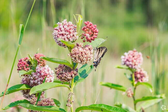 The Monarch Bluff Picnic Area can be found at the West Creek Reservation in Parma.