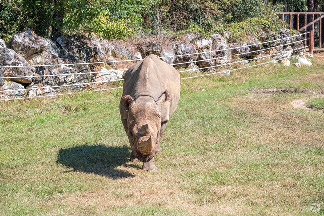 Kids of River Pointe Plantation love looking at the animals at the Chehaw Park & Zoo.