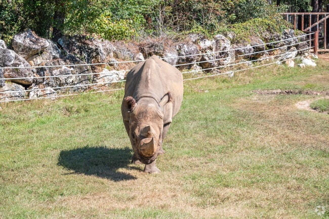 Kids of River Pointe Plantation love looking at the animals at the Chehaw Park & Zoo.