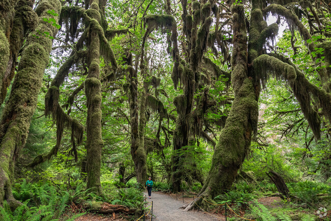 Olympic National Park is home to some of the most unique moss covered trees.