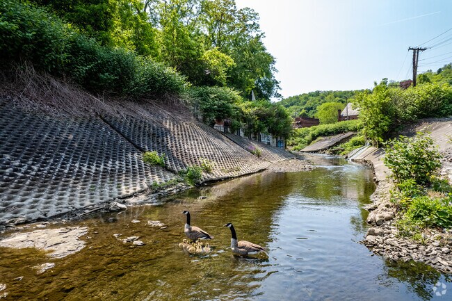 The Saw Mill Run tributary flows through West End and is home to some amazing wild life.