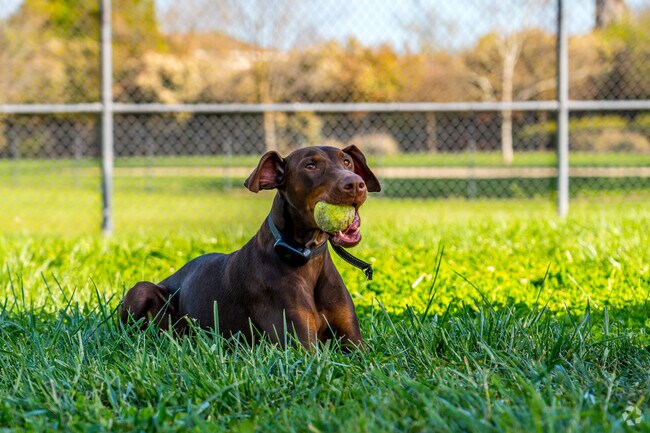 There is plenty of room for play at the dog park at Regency Community Park.