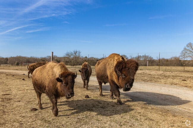 The 210-acre Tupelo Buffalo Park and Zoo is home to over 260 animals.