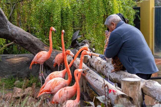 Feeding flamingos at the Palo Alto Museum and Zoo is a favorite activity for Fairmeadow locals.