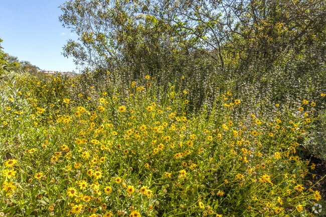 Wildflowers in Crestridge Ecological Reserve in Harbison Canyon.