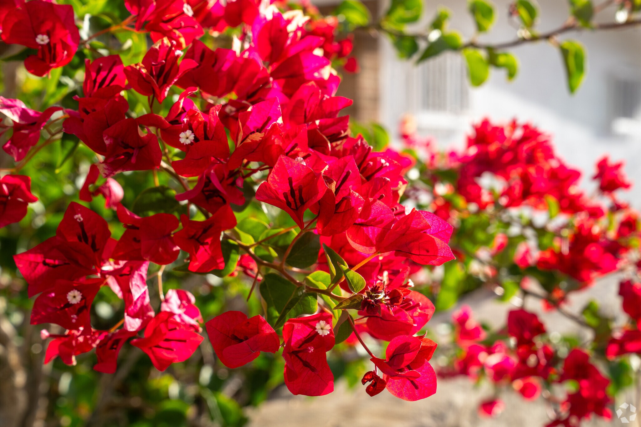 Eastwood charm in full bloom with bougainvilleas gracing the neighborhood.