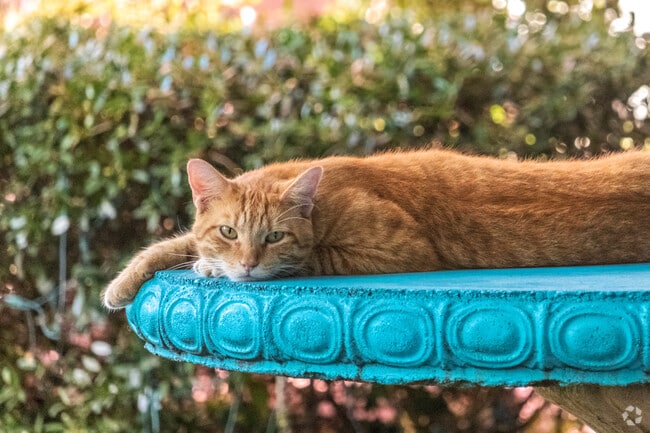 The Old Town Spring community has adopted several cats and they are very friendly.