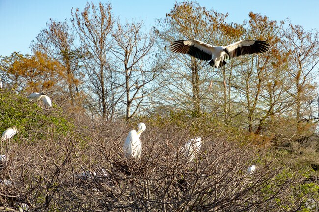 Nature lovers of the Indian Spring neighborhood of Golf, FL can often see Wood Storks & Egrets.
