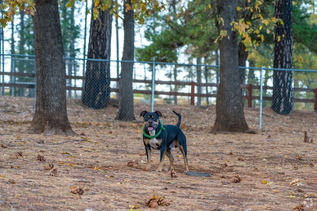 Tall trees provide shade throughout Paradise Dog Park.