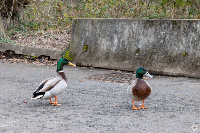 Ducks can often be seen swimming and walking around Riverside Park in Clackamas.