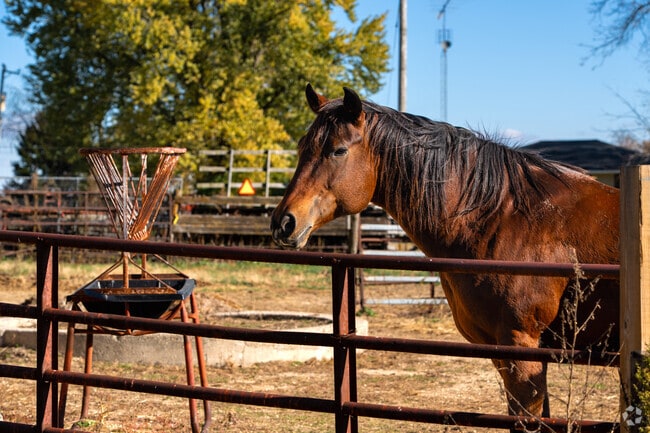 Horses in Kingston’s rural outskirts adds country charm.