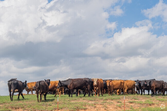 Locals and visitors can easily see cute cows in Geary.