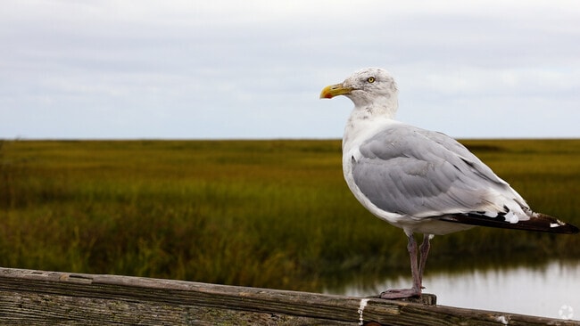 NH_Downe Township_554931_P2_V1_BC_100824