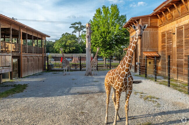 The Hattiesburg Zoo, near University Heights features giraffes that visitors can admire up close