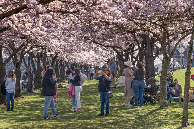 Take in the stunning Cherry Blossoms on the downtown water front.