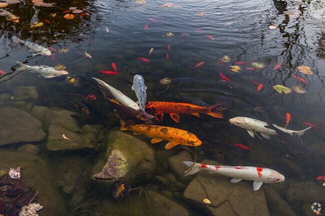 Serene beauty unfolds at Sunrise Garden's Koi pond, a North Beach oasis.