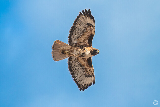 Incredible wildlife encounters are a daily occurrence for Grandview locals.