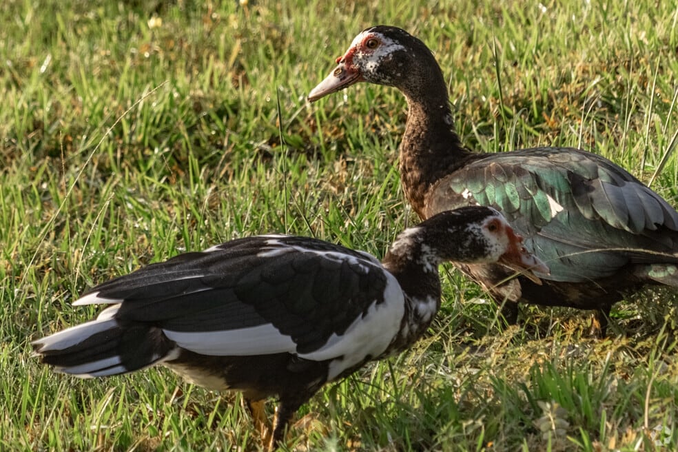 Final_Neighborhood_Valley-Ranch_546285_V1_11162023