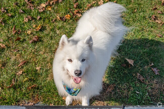 Dogs enjoy the Bark Park at Rover’s Run Bark Park.