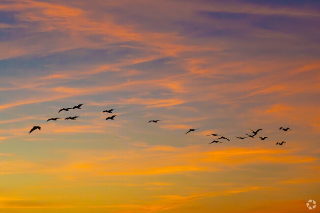 Alta Vista can enjoy the sight of birds flying by during a glowing sunset.