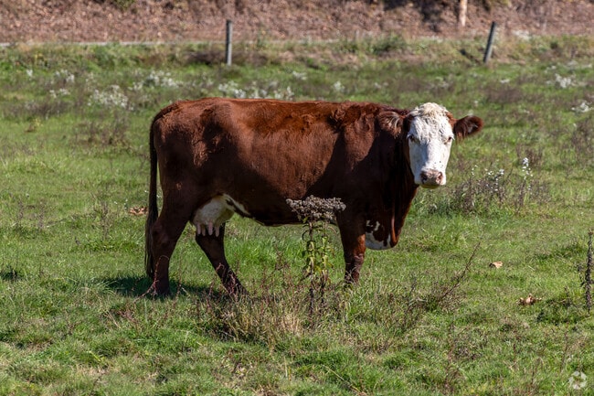 Mill Creek has many small farms producing fresh milk and beef.
