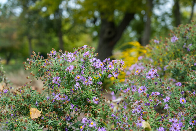 Wildflowers grow all throughout Lockport and give the city plenty of color and charm.