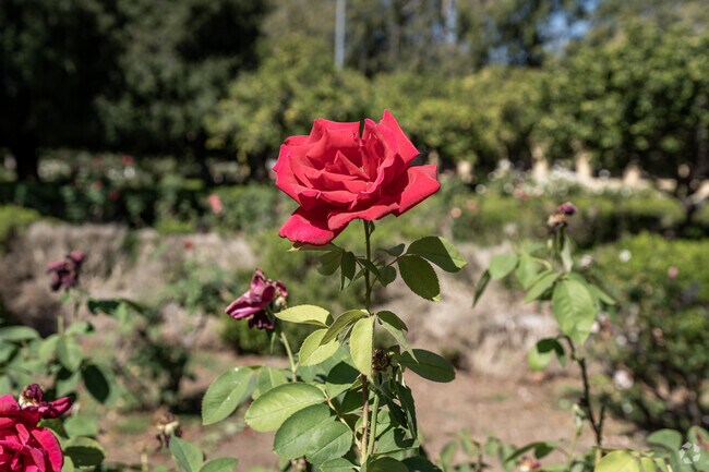 Brand Park Memory Garden in Mission Hills bursts with colorful blooms and peaceful walking paths.