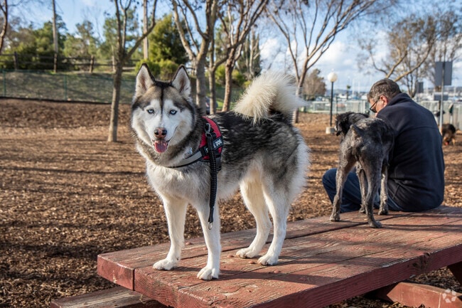 Downtown Martinez's Dog Park is always full of canine companions.