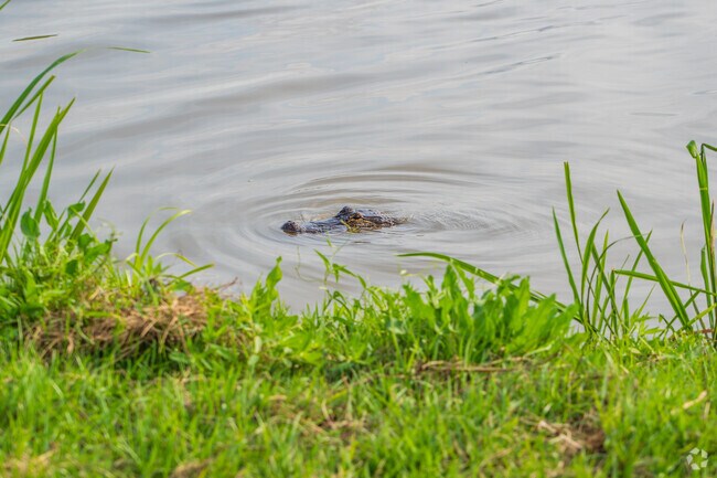 Presquille locals know to keep their heads on a swivel for gators when hanging out along the bayou waterways.