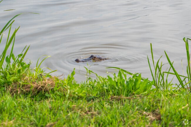 Presquille locals know to keep their heads on a swivel for gators when hanging out along the bayou waterways.