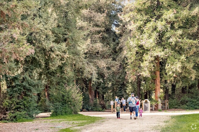 The tall redwoods of Carbon Canyon are an oasis of forest magic.