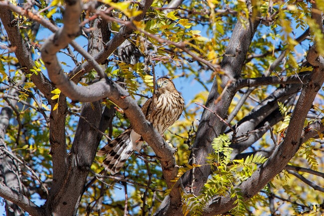 Residents can spot beautiful wildlife around Valle del Sol.