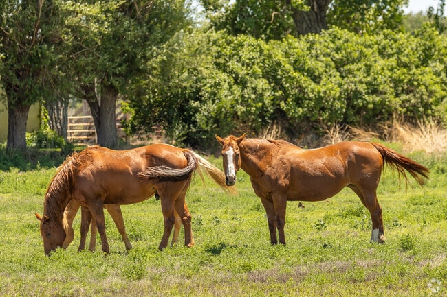 In La Junta, many residents live a life deeply connected to horses—raising, training, and riding them across open pastures, where horsemanship is both a way of life and a cherished tradition.