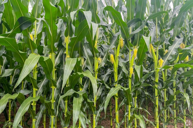 There is an abundance of corn fields throughout Rheems.